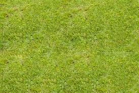 images_019